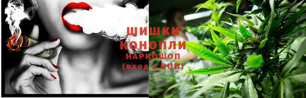 прущие грибы Абаза